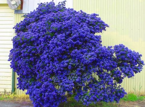 PRUSZNIK Fioletowy - sadzonki 40 / 50 cm na Arena.pl