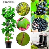 Czarna Porzeczka deserowa odmiana KRZEW 40-60 cm