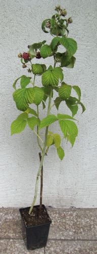 MALINA CZERWONA Veten - sadzonki w doniczkach na Arena.pl