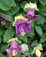 NASIONA Kwiatów Kobbea Pnąca FIOLETOWA 0,3g Kwiaty 236010