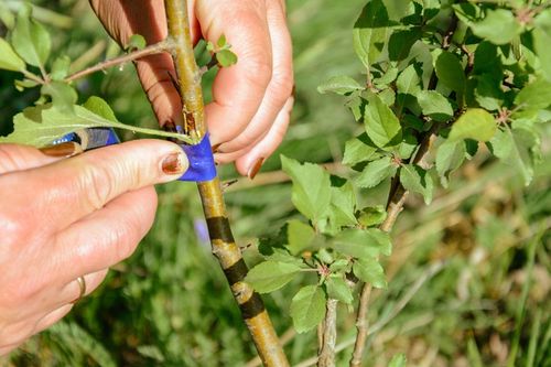 SEKATOR NOŻYCOWY NOŻYCE DO SZCZEPIEŃ OKULIZACJI DRZEW TAŚMA GRATIS na Arena.pl
