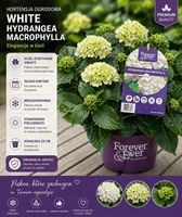 Hortensja ogrodowa biała - elegancja i klasyka w Twoim ogrodzie