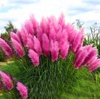 Różowa TRAWA PAMPASOWA Cortaderia Selloana Pink Feather trawa ozdobna P9