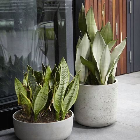 Sansewieria MOONSHINE Sansevieria WĘŻOWNICA na Arena.pl