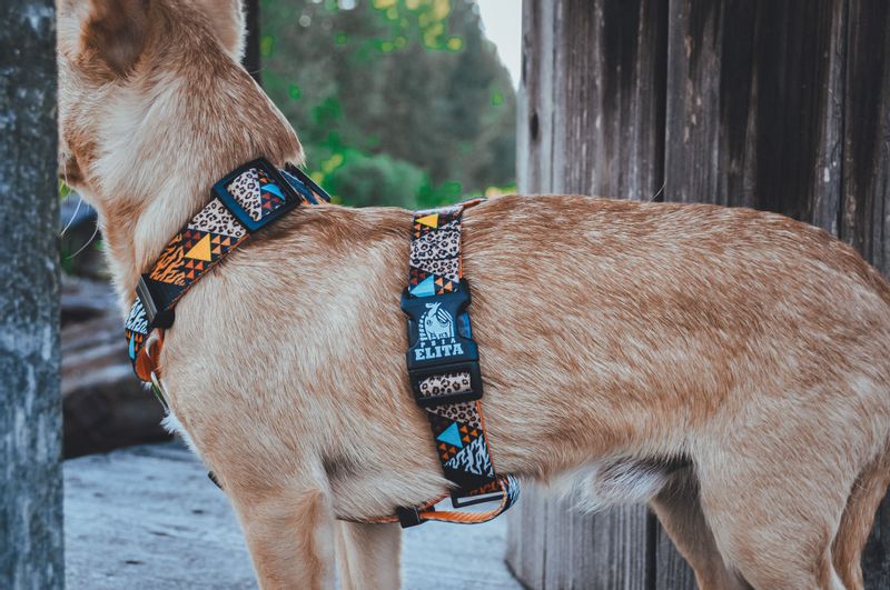 SZELKI DLA PSA / KOTA DANGEROUS ANIMALS S/M zdjęcie 3