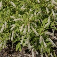 Itea wirginijska 'Henry's Garnet' Doniczka 2.0L (Itea virginica)