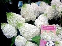HORTENSJA bukietowa MONT BLANC Bardzo SZTYWNE PĘDY