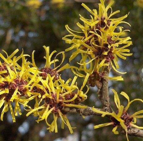 P9 KWITNIE ZIMĄ OCZAR WIRGINIJSKI zdjęcie 1