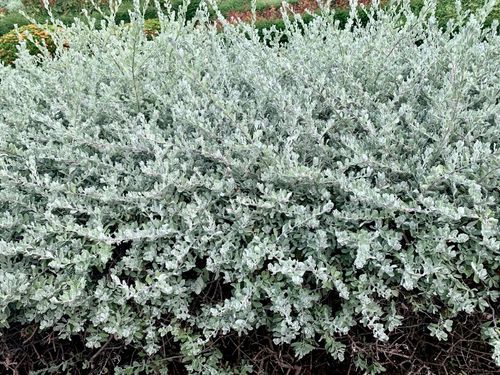 Wierzba płożąca Srebrna Srebrzysta Okrywowa  (Salix repens var. nitida) na Arena.pl