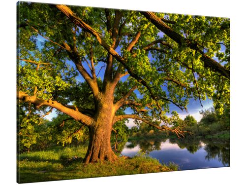 Obraz Rozłożysty dąb 100x70 na Arena.pl
