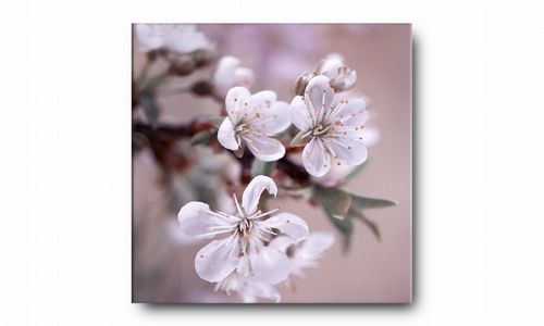 OBRAZ NA PŁÓTNIE 050 Kwiaty 60x60cm na Arena.pl