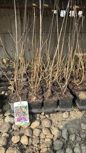 PIĘKNOTKA Bodiniera Profusion - sadzonki 30 / 40 cm na Arena.pl