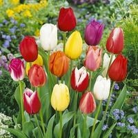 Tulipan Triumph Mix Oferta Specjalna 25 szt 9/10 cebulki tulipanów