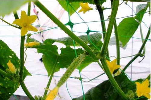 Siatka Podpora warzyw roślin pnących 2x10m 15x17cm AS-CN08151720010 na Arena.pl