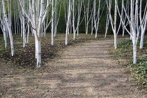 Brzoza jacquemontii doorenbos 20-40cm P9 zdjęcie 4