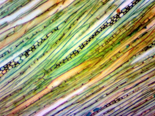 Kamera mikroskopowa DLT-Cam Basic 2 MP USB 2.0 na Arena.pl