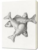 Obraz 50x70cm Trzy Ryby, Jean Bernard Vintage do Salonu