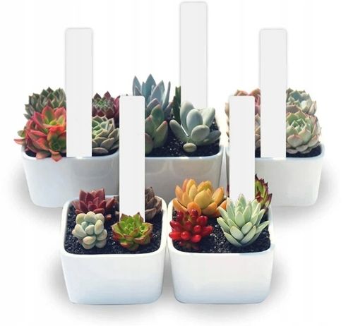 ZESTAW DO WYSIEWU POMIDORY GRUNTOWE NASIONA + INSPEKT + PODŁOŻE + TABLICZKI na Arena.pl