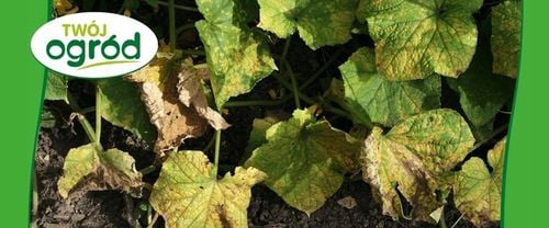 MIEDZIAN 50WP 100G + SYLLIT 65WP 45G NA CHOROBY GRZYBOWE OWOCÓW I na Arena.pl