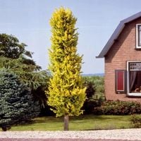 WIĄZ WREDEI Holenderski szczepiony kolumnowy - sadzonki 30 / 60 cm