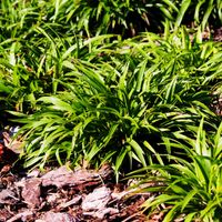 Kosmatka owłosiona IGEL Luzula Trawa do cienia Sadzonki w doniczkach