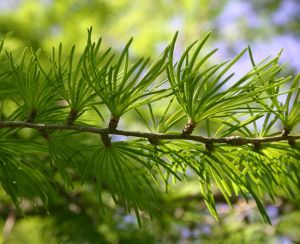GK MODRZEW JAPOŃSKI LARIX KAEMPFERI zdjęcie 1
