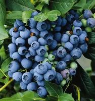 BORÓWKA DARROW amerykańska - sadzonki 45 / 50 cm