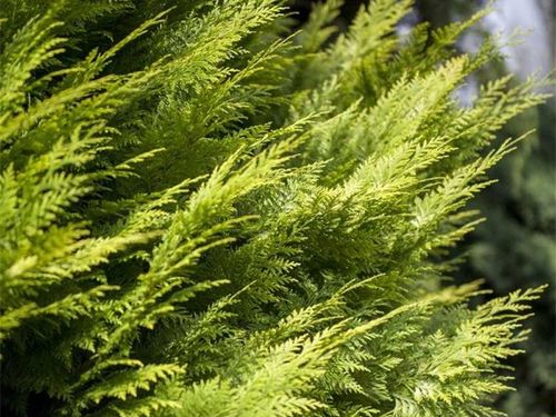 Cyprysik Lawsona IVONNE Na żywopłot Złocisty Żółty Sadzonki C3 na Arena.pl