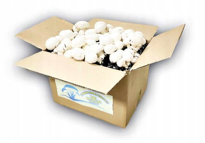 3 Faza Grzybnia Pieczarki Zestaw XL + gratis 6w1 zdjęcie 3
