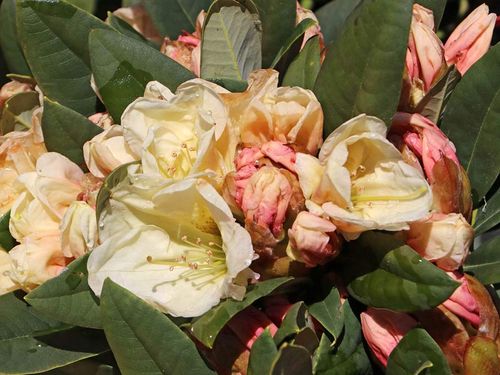 Różanecznik Golden Melody C3 E na Arena.pl