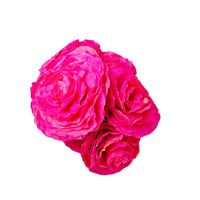 Róże "X6" z suszonych liści magnolii różowe