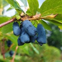 Jagoda kamczacka 'Karina' Plenna W doniczce, duże owoce (Lonicera caerulea)