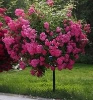 RÓŻA na pniu odporna na mróz ciemno rózowa - sadzonki 80  / 100 cm