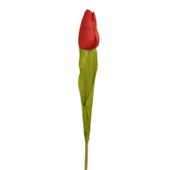 Tulipan pojedynczy M561-5 czerwony