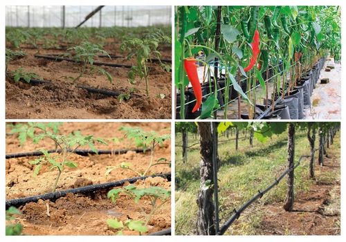 Zestaw Linia Kroplująca Bez Kompensacji 50m metrów + 87 akcesoriów Kropelka na Arena.pl