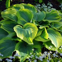 Funkia Hosta 'American Halo' W DONICZCE 2.0L, Pstra Dekoracyjna Duże liście