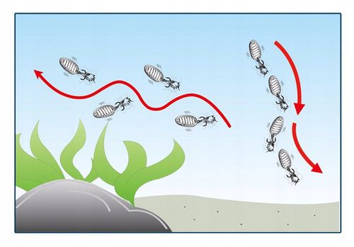 BŁYSTKA Blacha SZCZUPAK OKOŃ SANDACZ 7,5g 3,4cm na Arena.pl