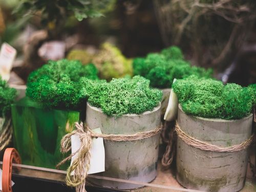 Mech CHROBOTEK RENIFEROWY fiński 500g ŚCIÓŁKA jasno zielony na Arena.pl