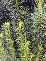 Cis Kazimierz Nowak szybkorosnący na żywopłot