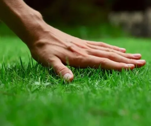 Trawa mieszanka traw renowacyjna dosiewka do naprawy trawników ROENS na Arena.pl