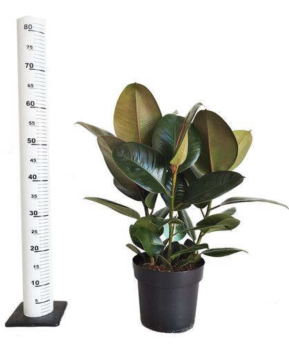 FIKUS ELASTIKA ROBUSTA 65cm na Arena.pl