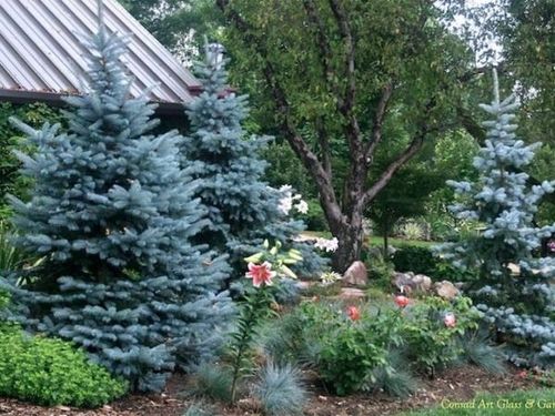 Świerk kłujący HOOPSII Intensywnie srebrzysty Sadzonki w doniczkach C3 na Arena.pl