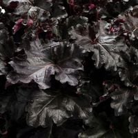Żurawka BLACK PEARL