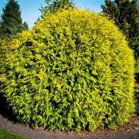 P9 Thuja Occidentalis Golden Globe pomarańczowa mini kula w twoim ogrodzie