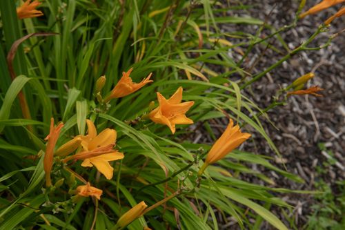 Liliowiec 'Aten' Ciemnożółty Pomarańczowy (Hemerocallis) Doniczka 2.0L na Arena.pl
