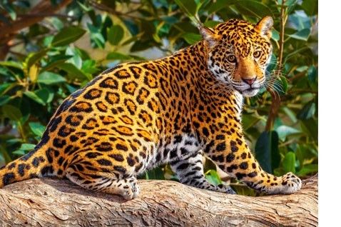 Castor 260 ELEMENTÓW Mały jaguar na Arena.pl