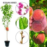 Brzoskwinia Harbinger żółty soczysty miąższ 100-150 cm