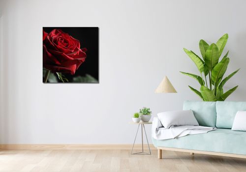 Obraz 70x70cm Róża w Półcieniu na Arena.pl