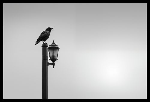 Plakat 45x30cm Samotny Postój Kruka na Arena.pl