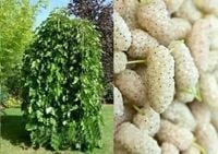 MORWA biała szczepiona na pniu Pendula - sadzonki 190 / 210 cm